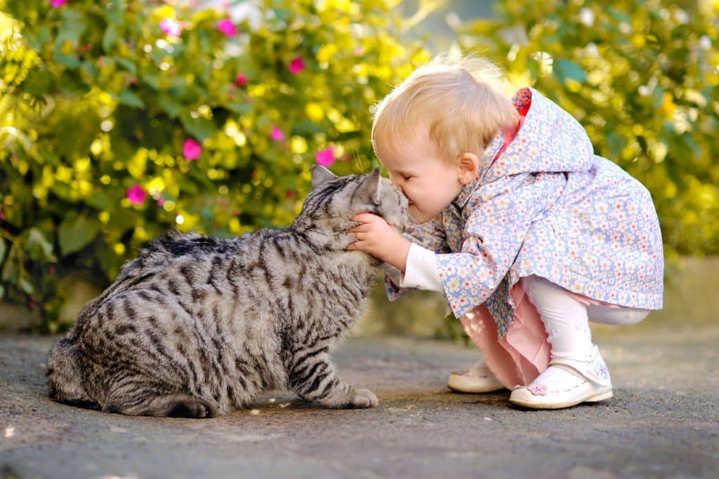 gato y niño jugando