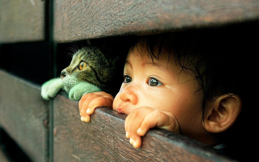 gato y niño