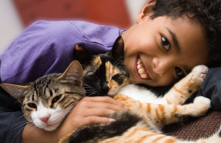 adopta un gato