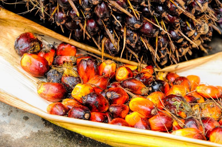 el fruto de la palma