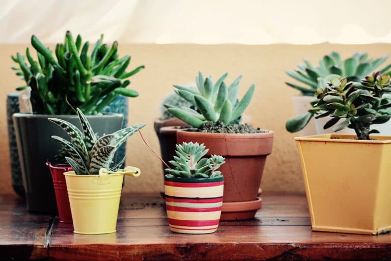 Plantas en decoración para el verano