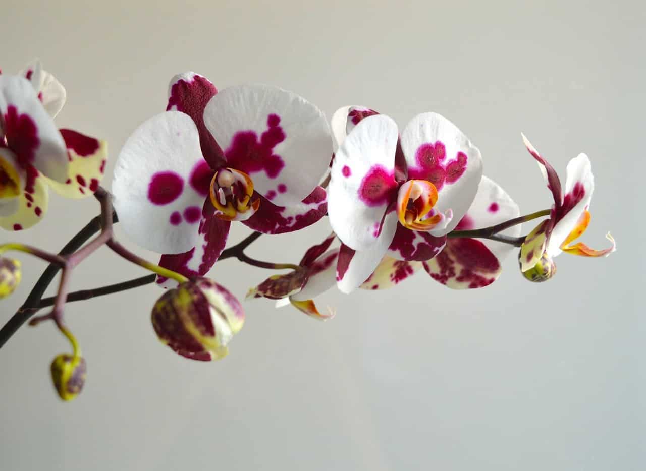 flores de bach orquidea