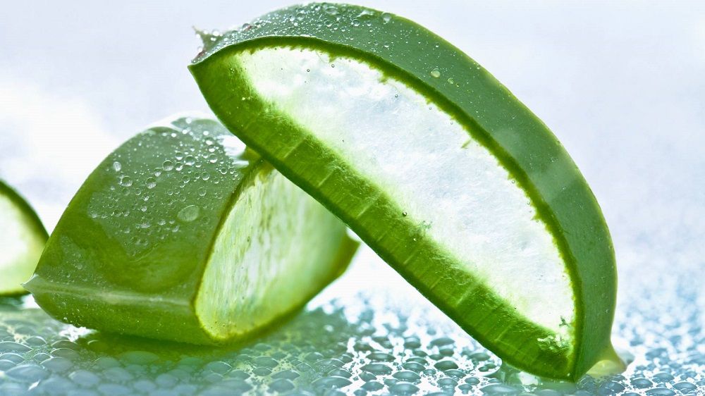 aloe vera