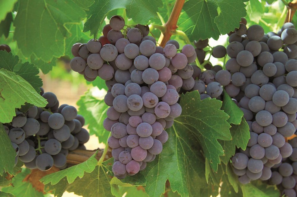 uvas