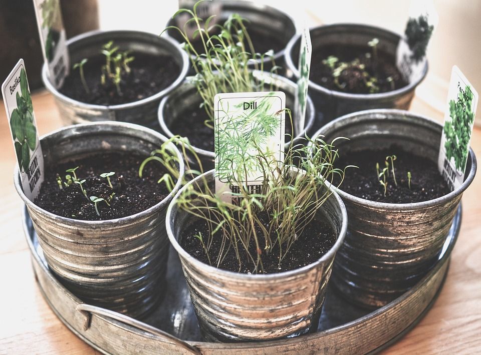 Plantas aromáticas