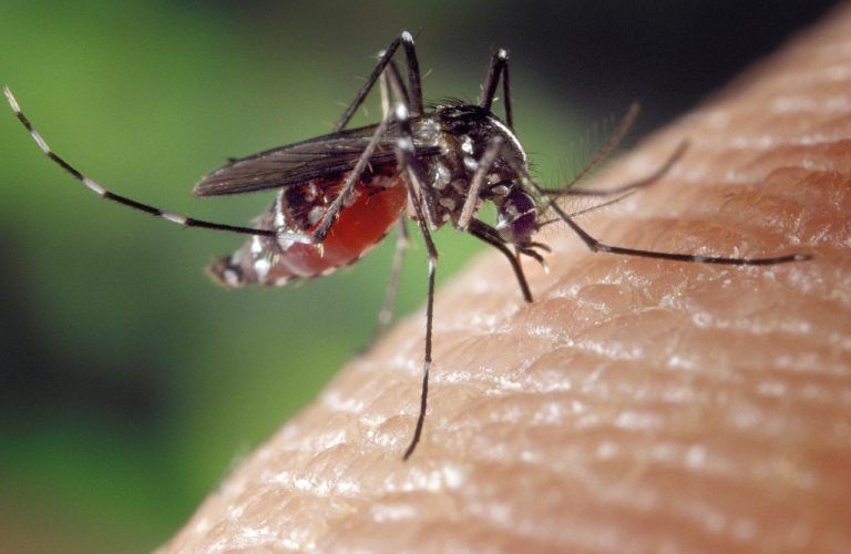 Repelente de mosquitos