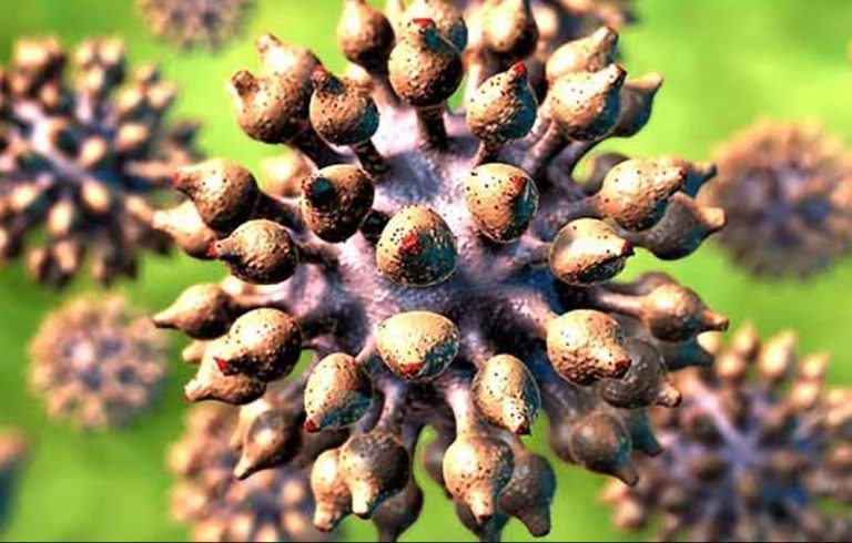 enfermedades provocadas por el virus del papiloma humano