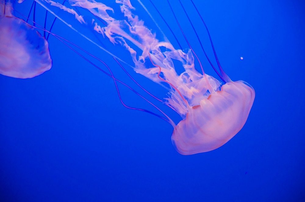 Evitar a las medusas en la playa