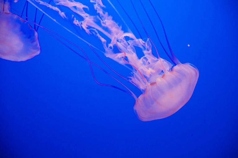 Evitar a las medusas en la playa