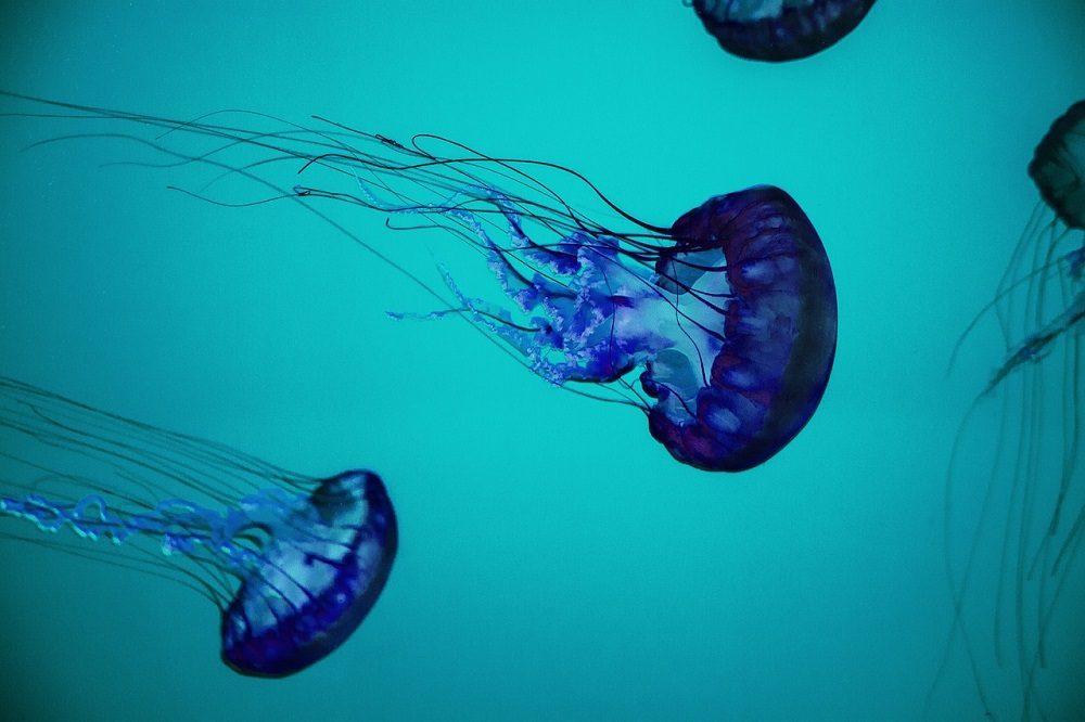 Medusas en la playa
