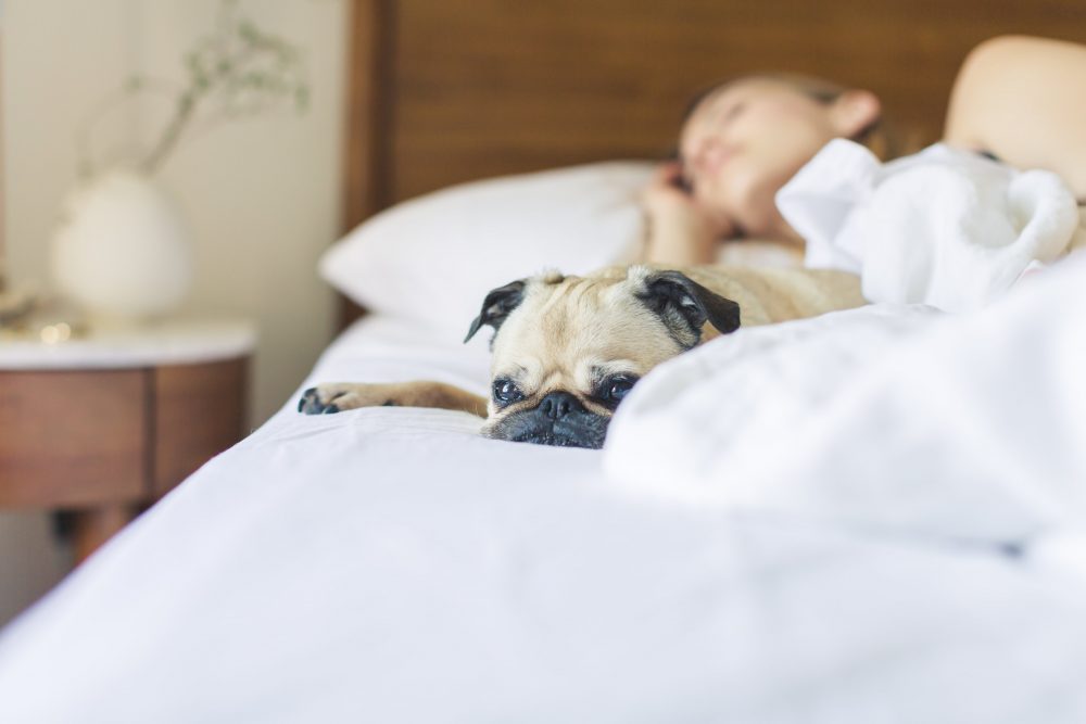 Las apneas del sueño impiden descanso