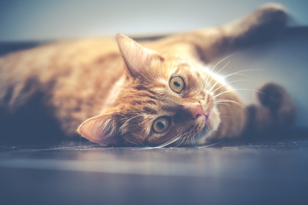Evitar que el gato coja celos del bebé