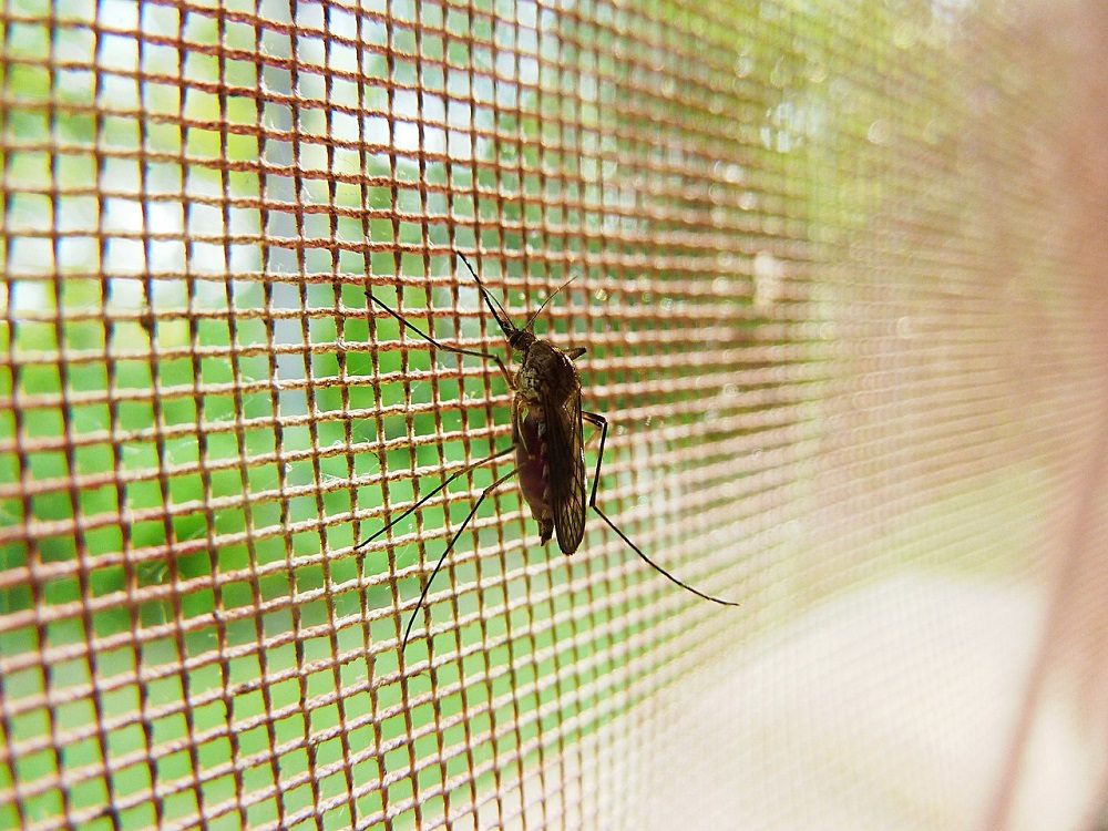La mosquitera es una barrera contra insectos