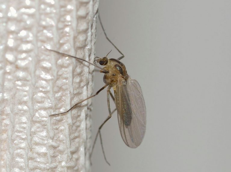 Remedios contra los mosquitos en casa
