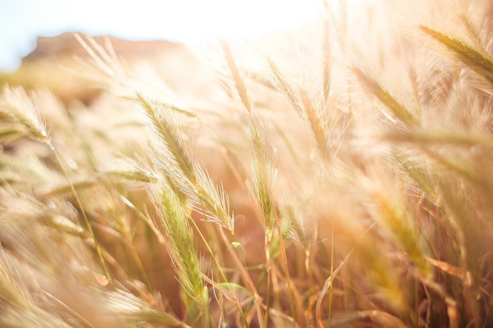 Los cereales, uno de los alimentos que producen más gases
