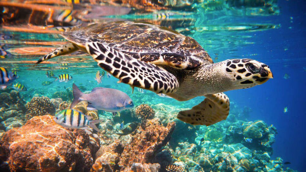 Tortuga carey