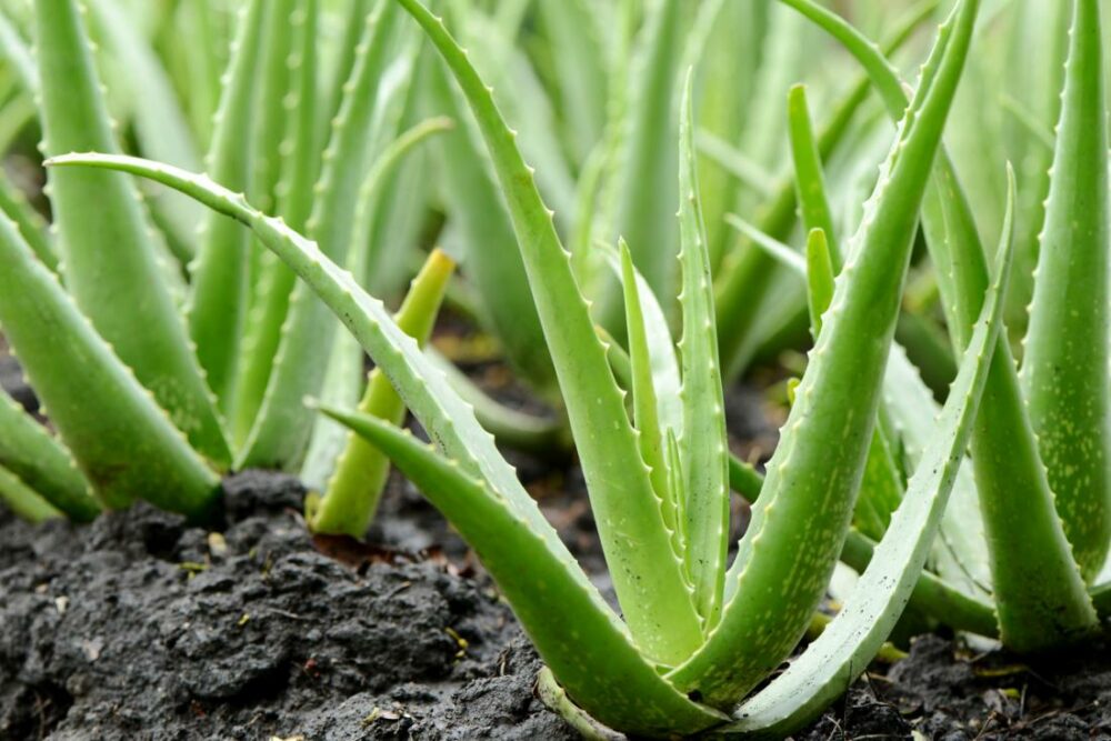 remedios naturales para las hemorroides