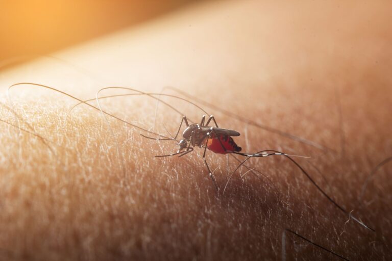 Remedios caseros para las picaduras de mosquitos