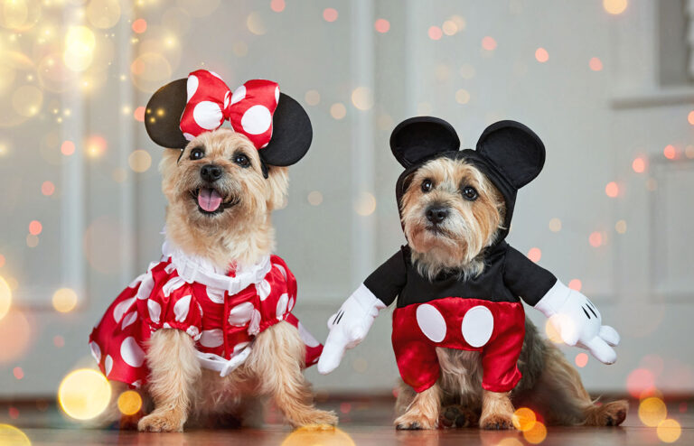 nuevos accesorios para mascotas de Primark