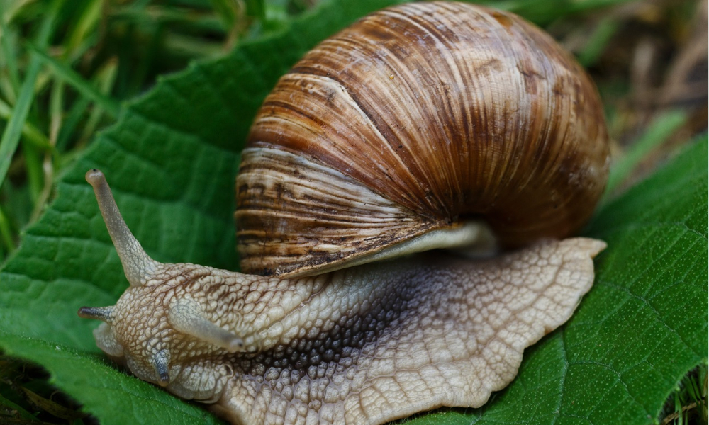 baba de caracol, un ingrediente de la rutina coreana