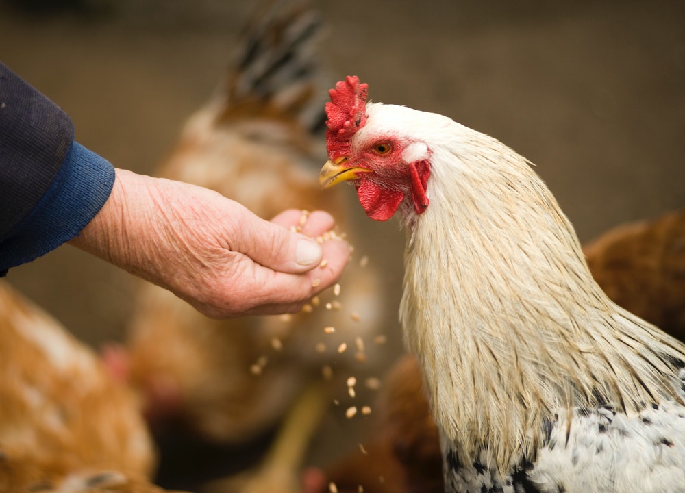La principal diferencia entre el pollo normal y el pollo de corral es la alimentación y la crianza
