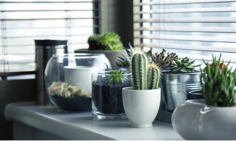 Plantas para decorar la casa
