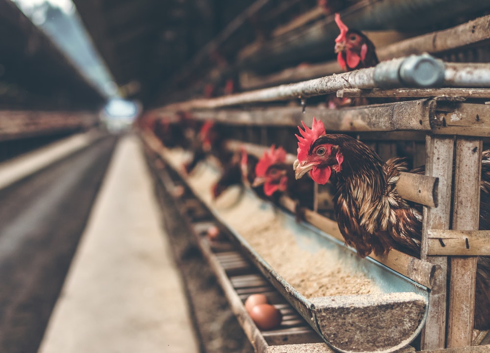 Los pollos normales son sacrificados a los 45 días