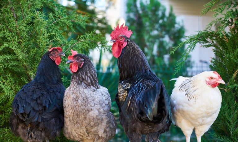 ¿Hay diferencia entre el pollo normal y el pollo de corral o es un mito?