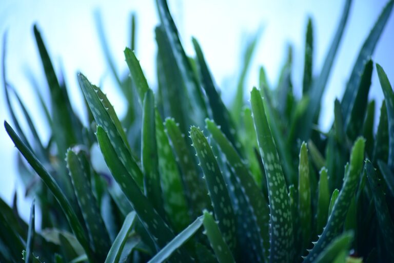 beneficios del aloe vera para el cuerpo