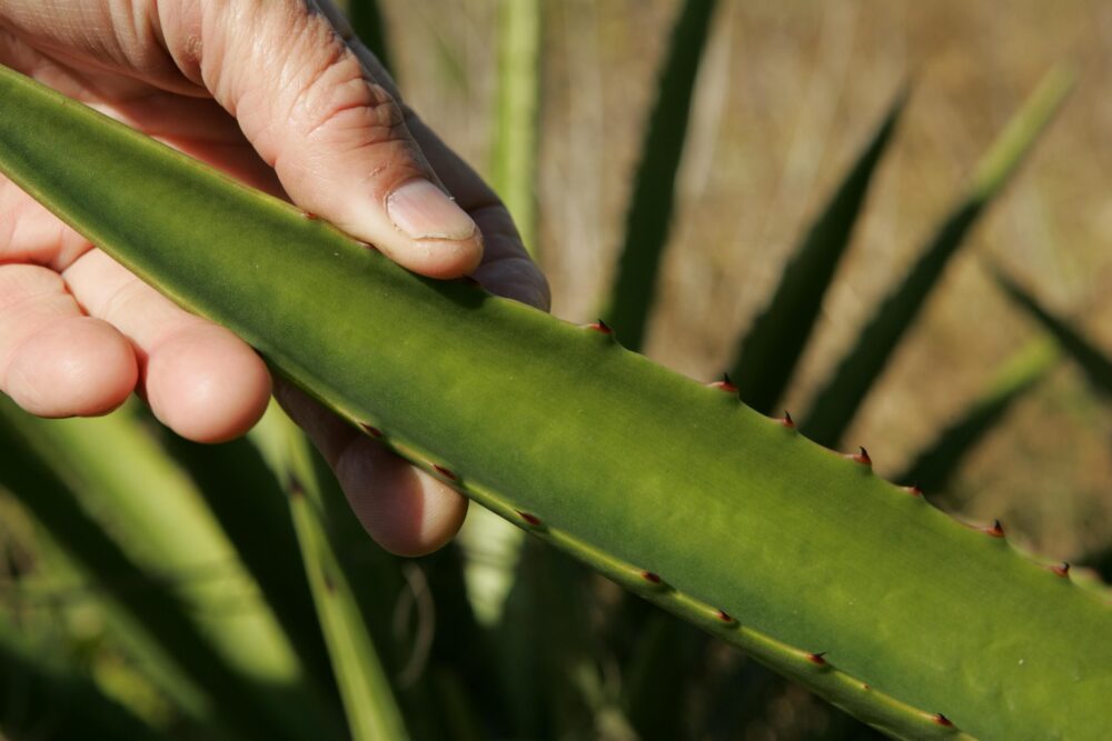 beneficios del aloe vera para el cuerpo