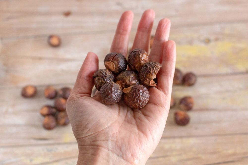 nueces secas de jabón