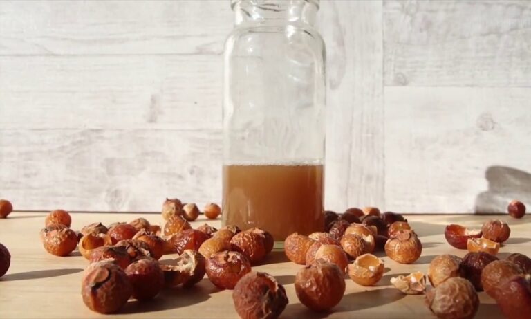 nueces de lavado o nueces secas de jabón