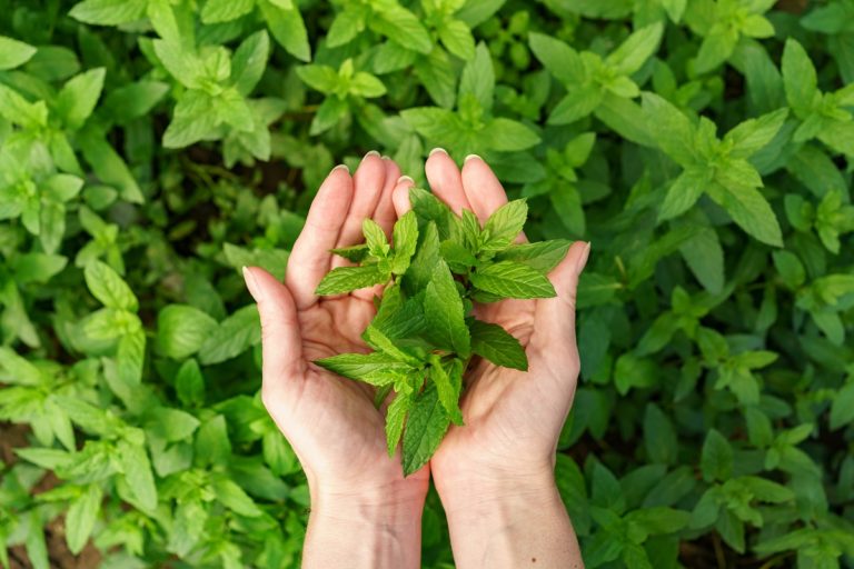 propiedades de la menta para tu salud