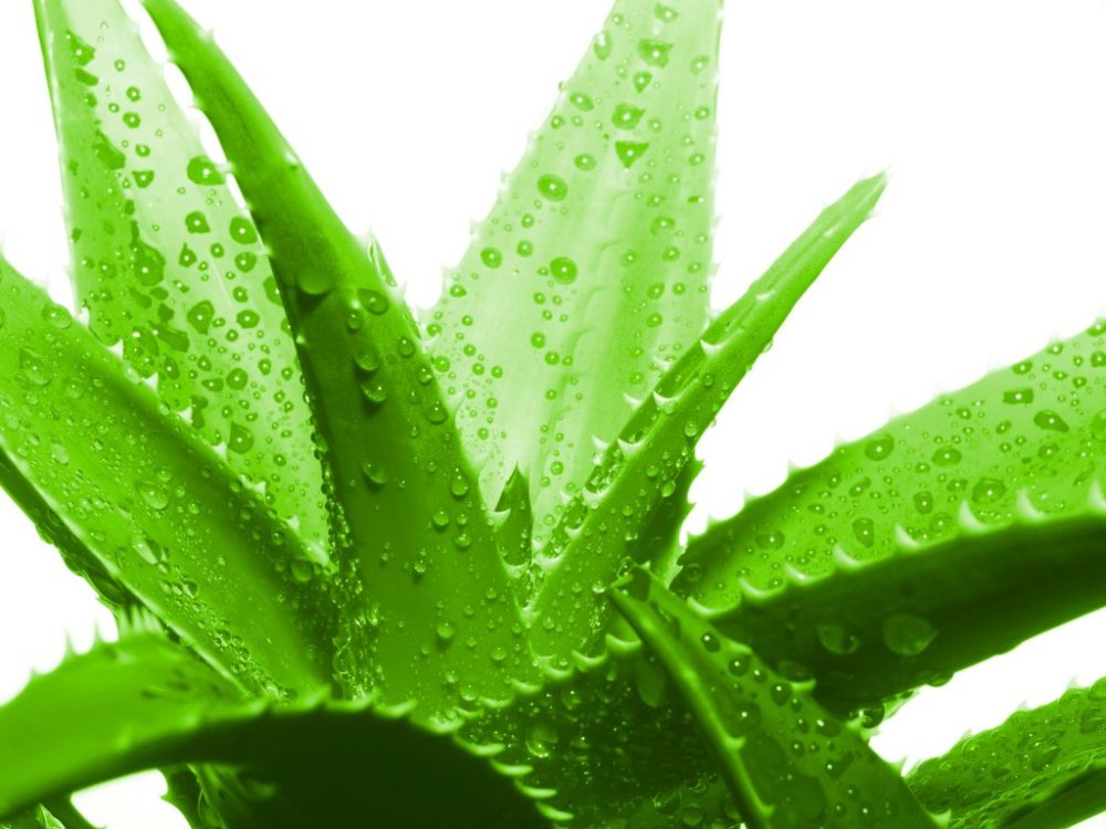 mascarilla pelo aceite de coco