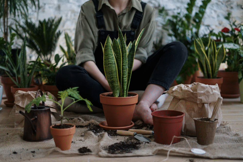 plantas de interior